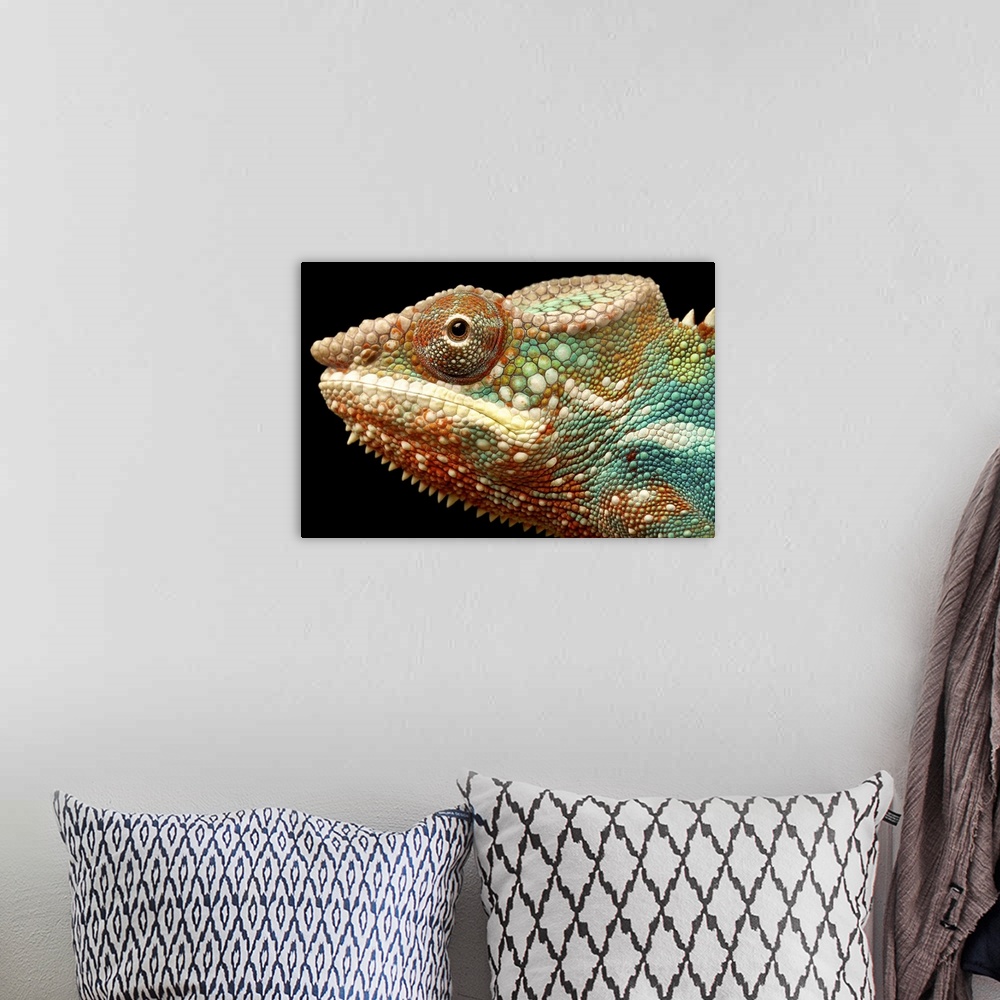 A bohemian room featuring Closeup head shot of panther chameleon against black background.