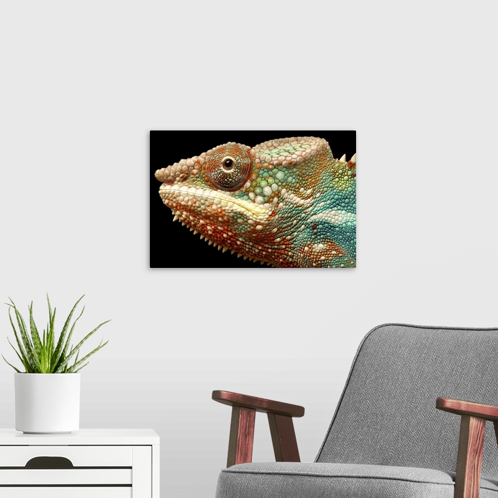 A modern room featuring Closeup head shot of panther chameleon against black background.