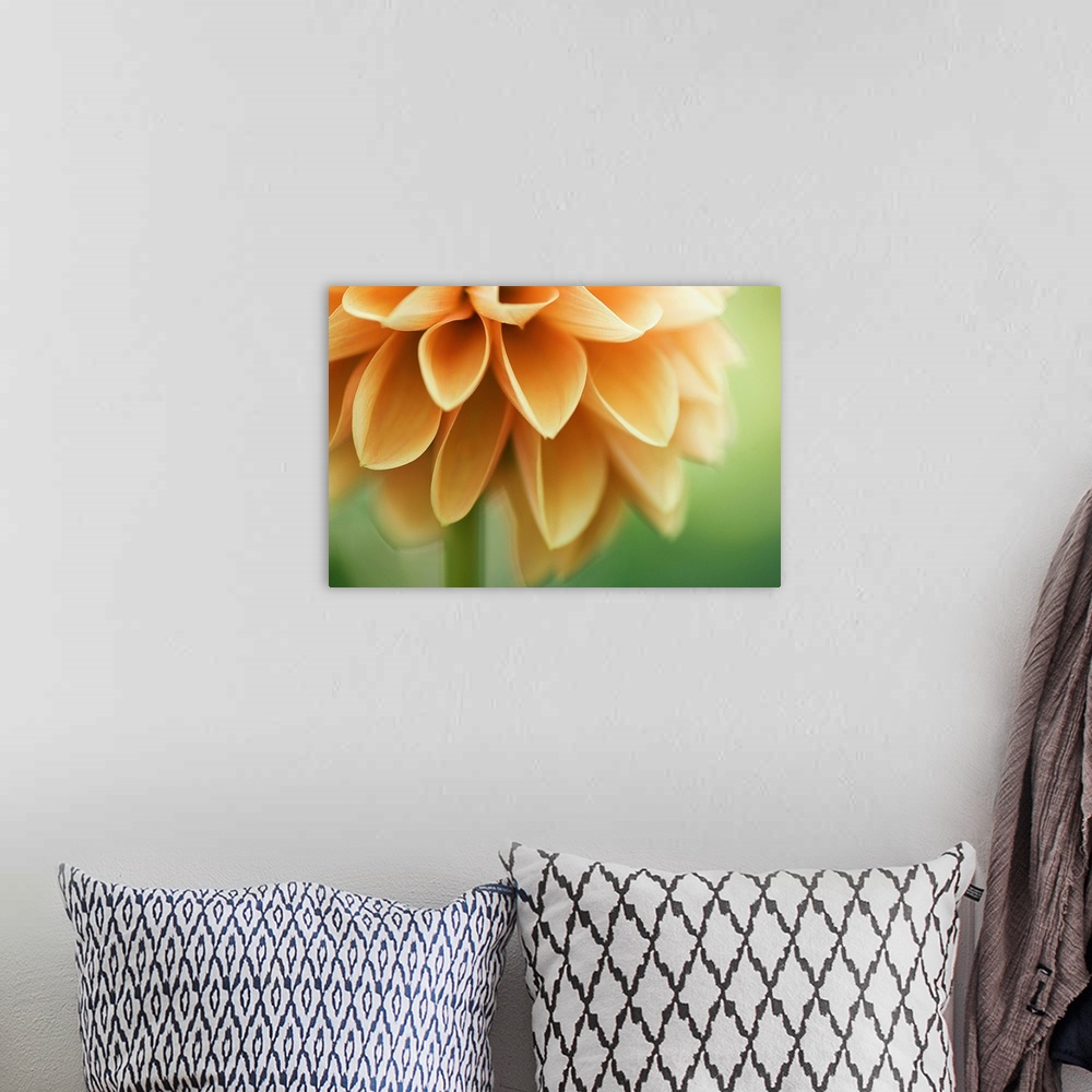 A bohemian room featuring Up-close photograph of flower.