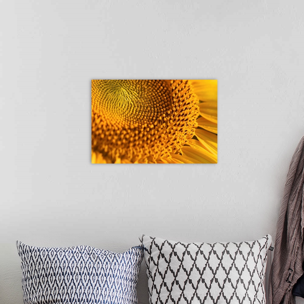 A bohemian room featuring Closeup of yellow sunflower.
