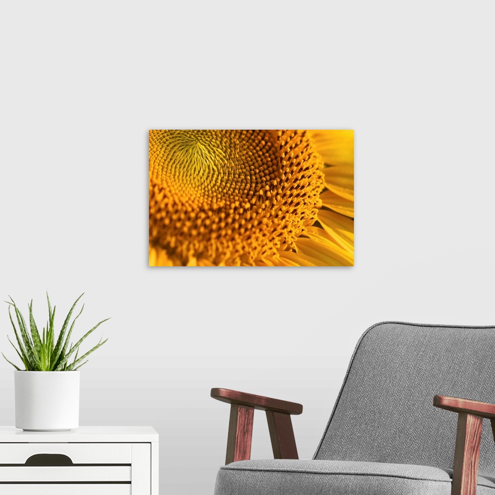 A modern room featuring Closeup of yellow sunflower.