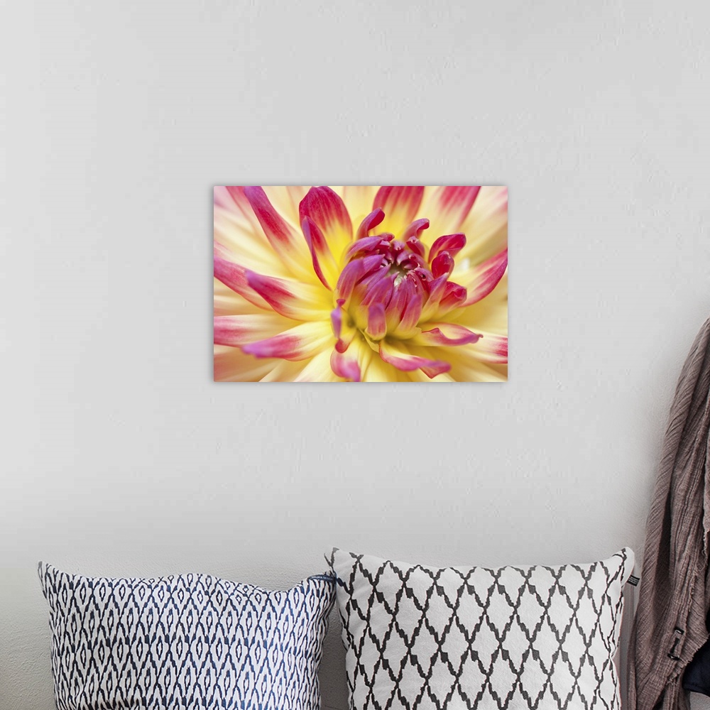 A bohemian room featuring Closeup view of a Dahlia flower.