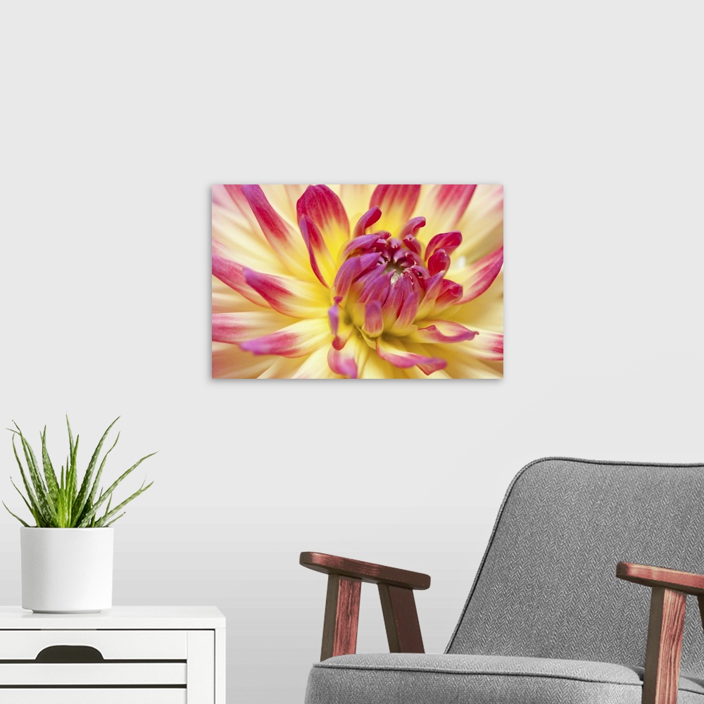 A modern room featuring Closeup view of a Dahlia flower.
