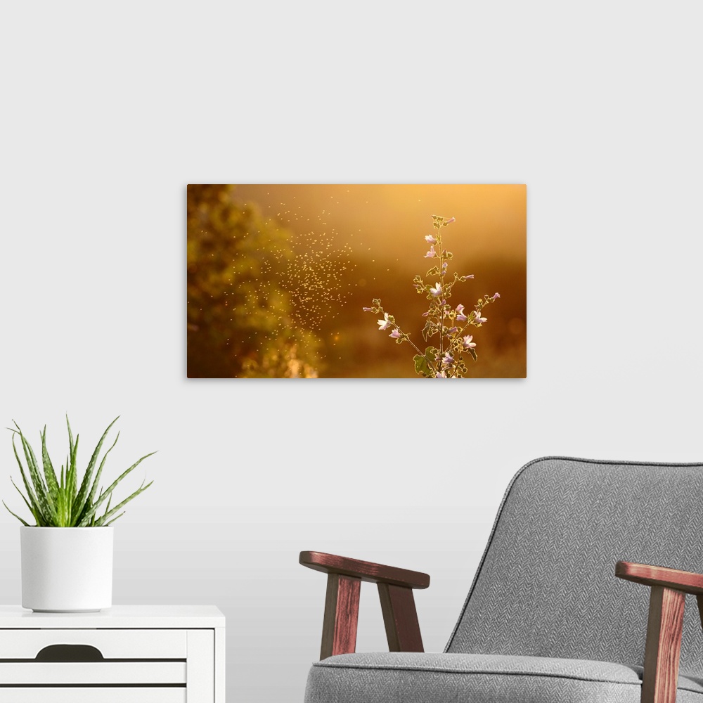 A modern room featuring Cloud of mosquitoes flying around flowers on Sunset.