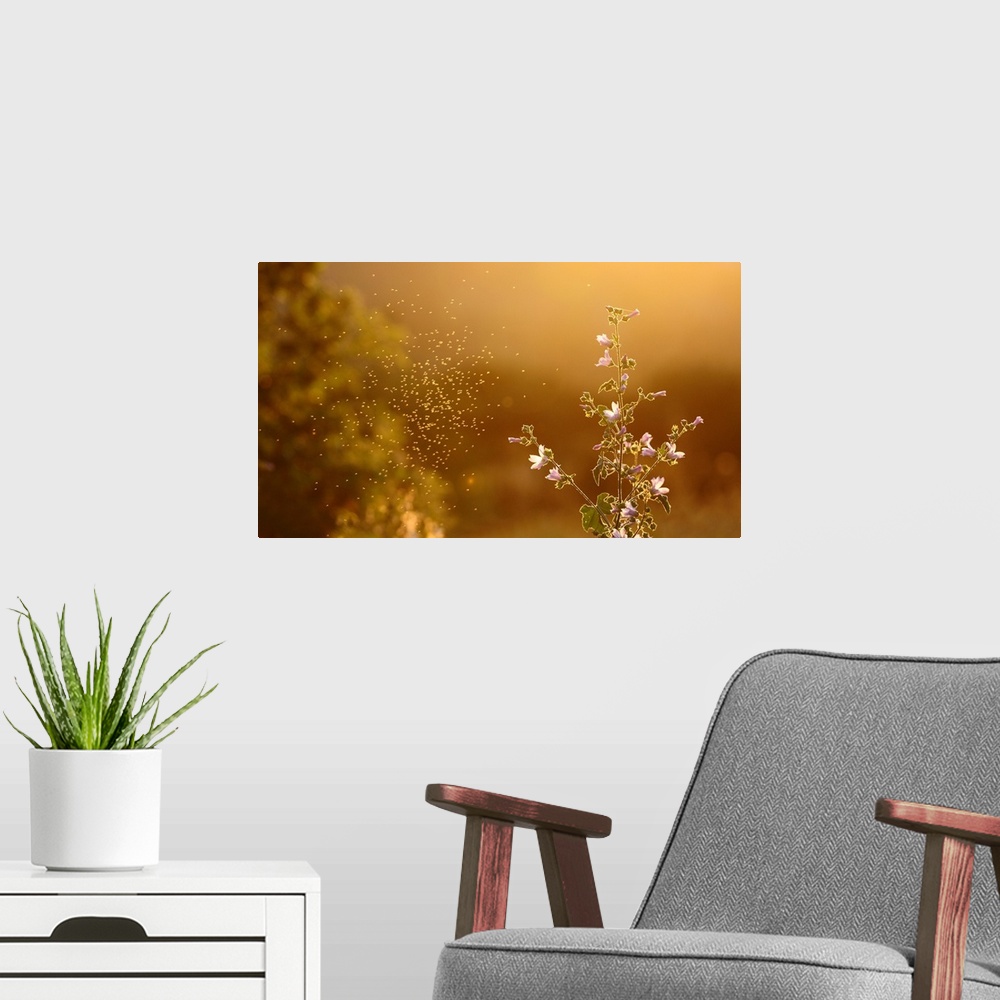 A modern room featuring Cloud of mosquitoes flying around flowers on Sunset.