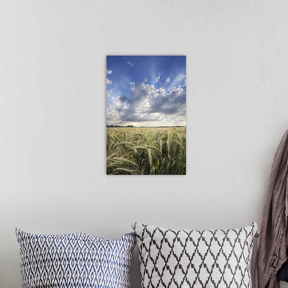 A bohemian room featuring Triticale wheat field with spectacular cloud formations and beautiful sunrays on summer afternoon.