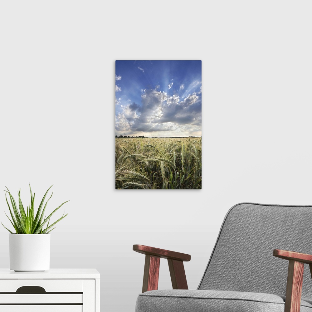 A modern room featuring Triticale wheat field with spectacular cloud formations and beautiful sunrays on summer afternoon.