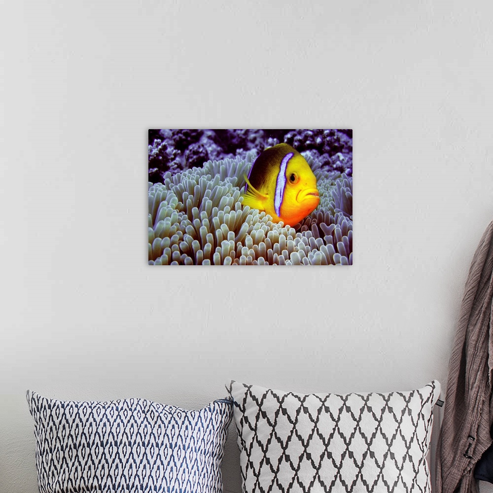 A bohemian room featuring Clown fish in sea anemone.