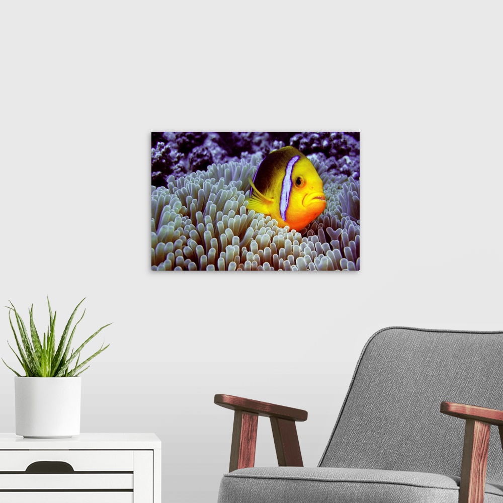 A modern room featuring Clown fish in sea anemone.