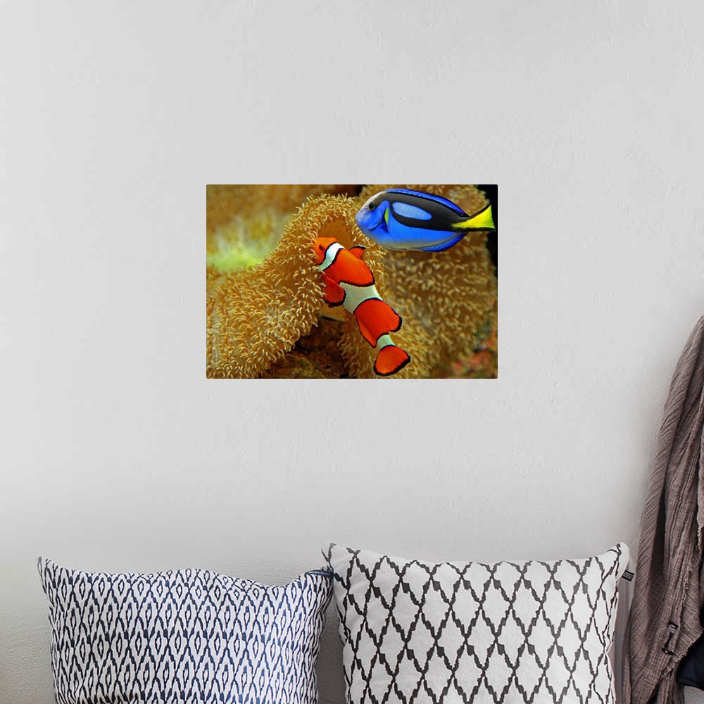 A bohemian room featuring Two brightly colored fish are photographed near the bottom of the ocean floor by coral.