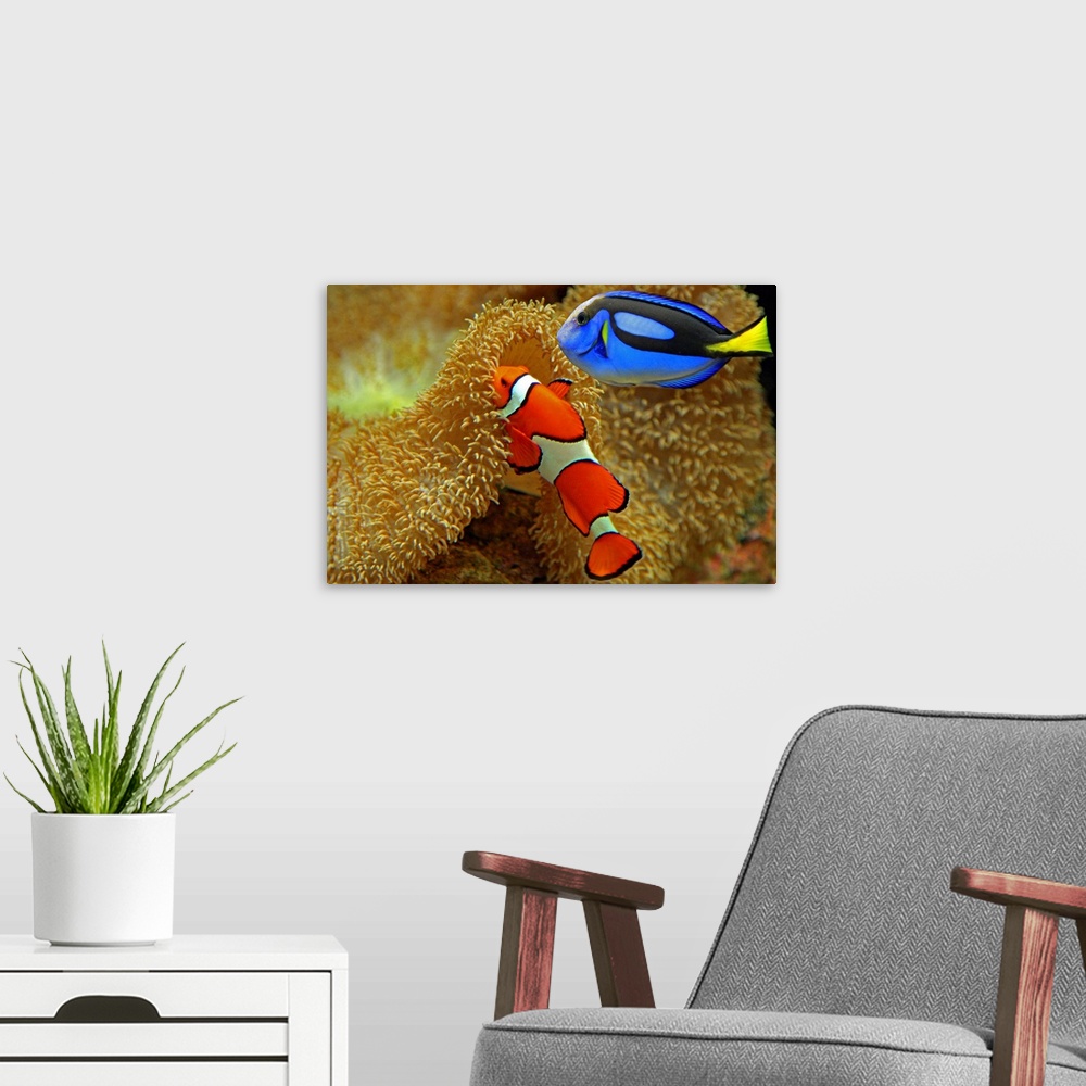 A modern room featuring Two brightly colored fish are photographed near the bottom of the ocean floor by coral.