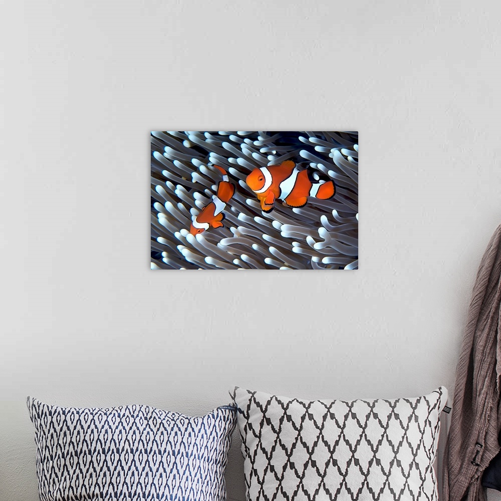A bohemian room featuring Clownfish in an anemone
