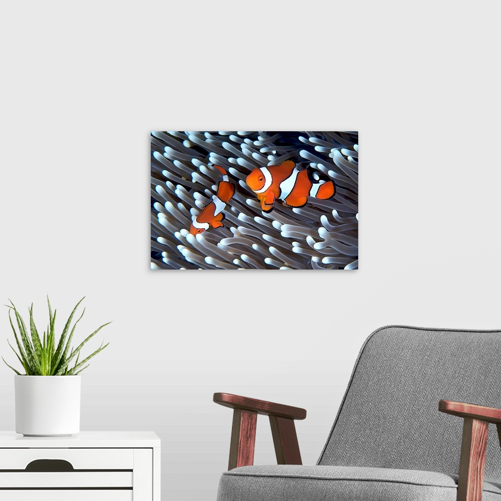 A modern room featuring Clownfish in an anemone