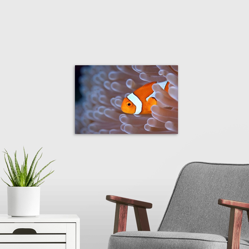 A modern room featuring Clownfish in white anemone.