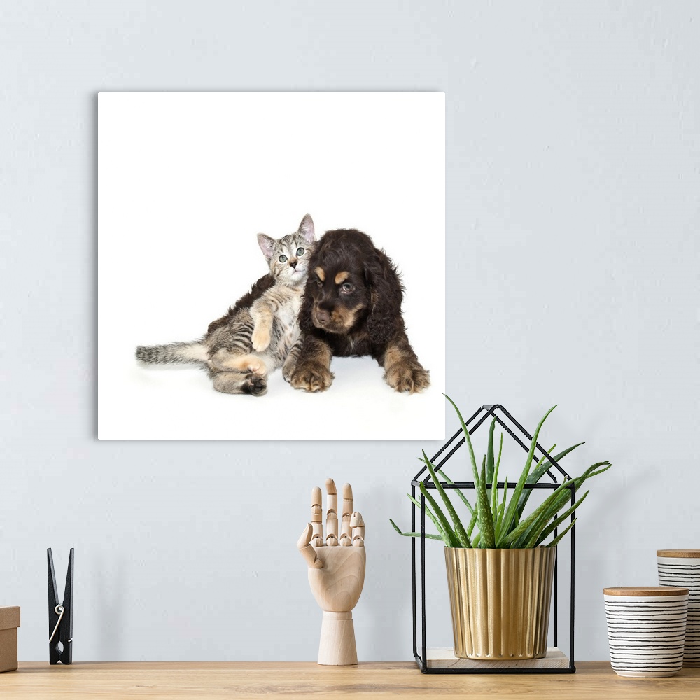 A bohemian room featuring Cocker Spaniel puppy and cute kitten laying together on white background.