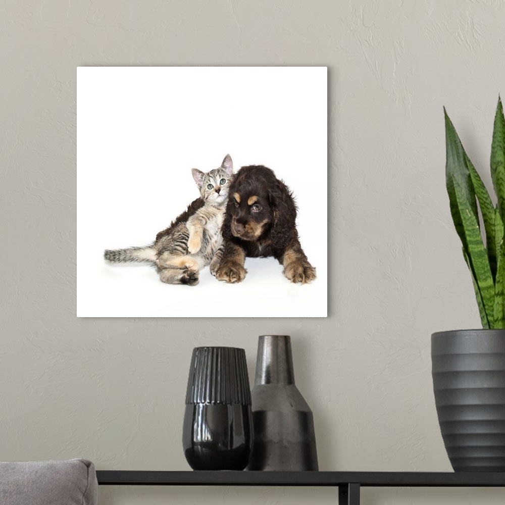 A modern room featuring Cocker Spaniel puppy and cute kitten laying together on white background.