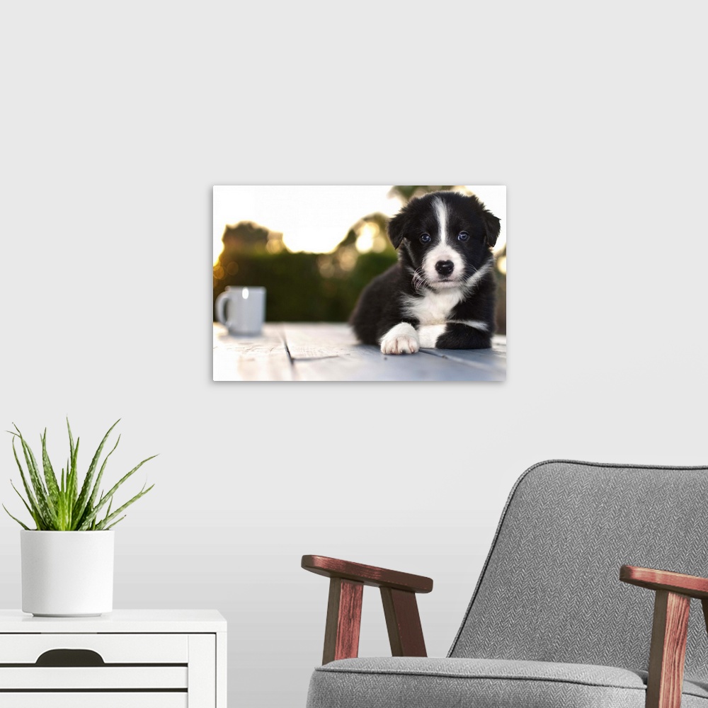 A modern room featuring Coffee with border collie puppy, Florida.