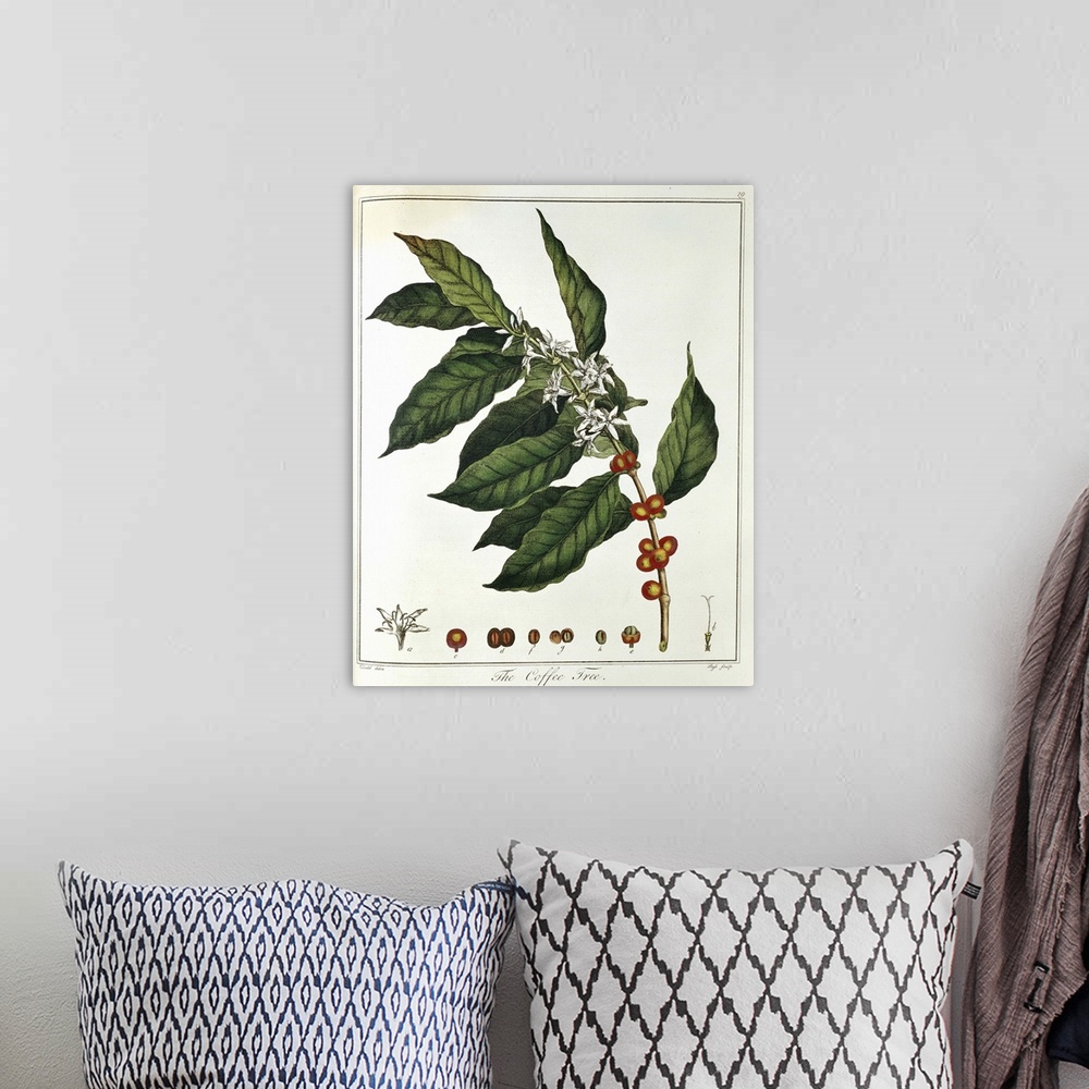 A bohemian room featuring Color portrait of coffee plant and foliage