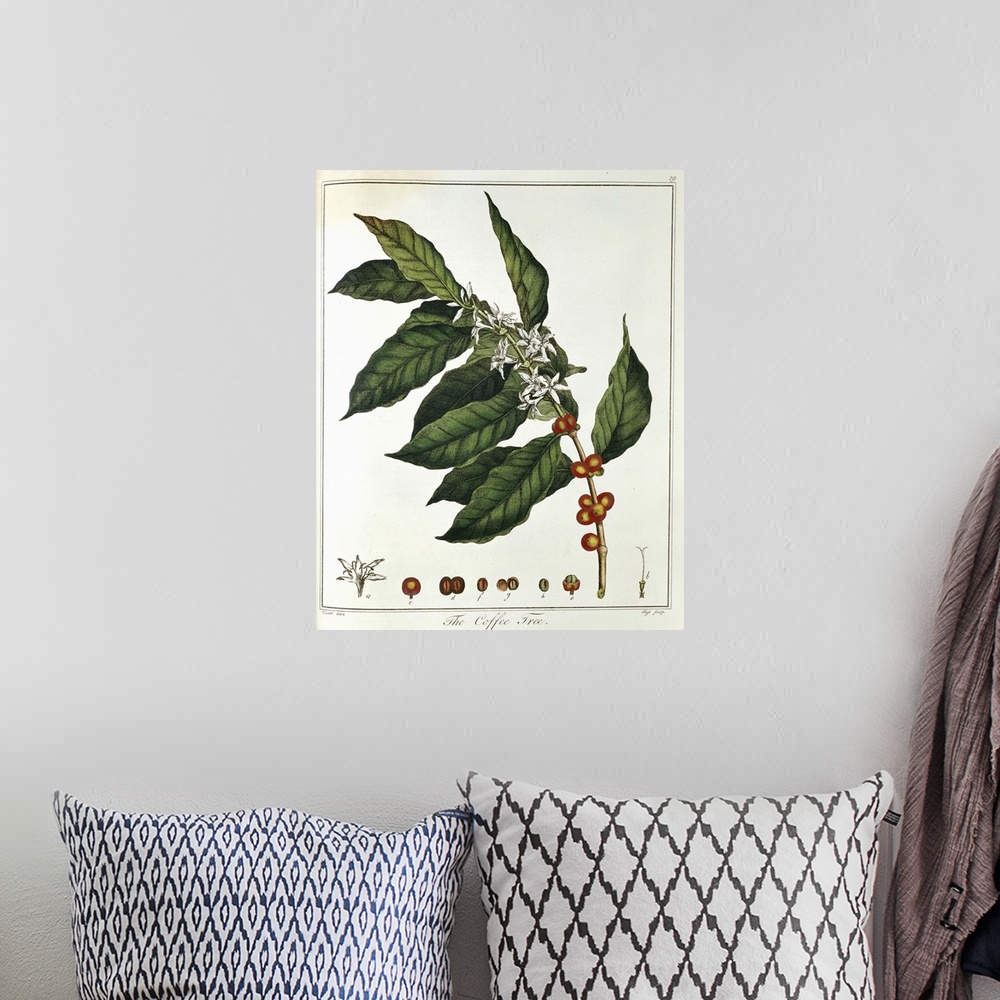 A bohemian room featuring Color portrait of coffee plant and foliage