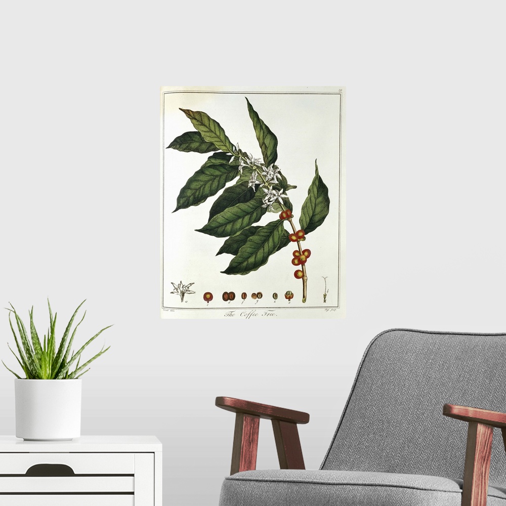 A modern room featuring Color portrait of coffee plant and foliage