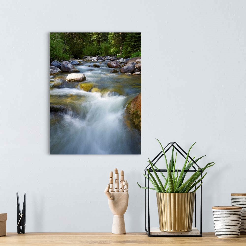 A bohemian room featuring USA, Colorado, River flowing through forest