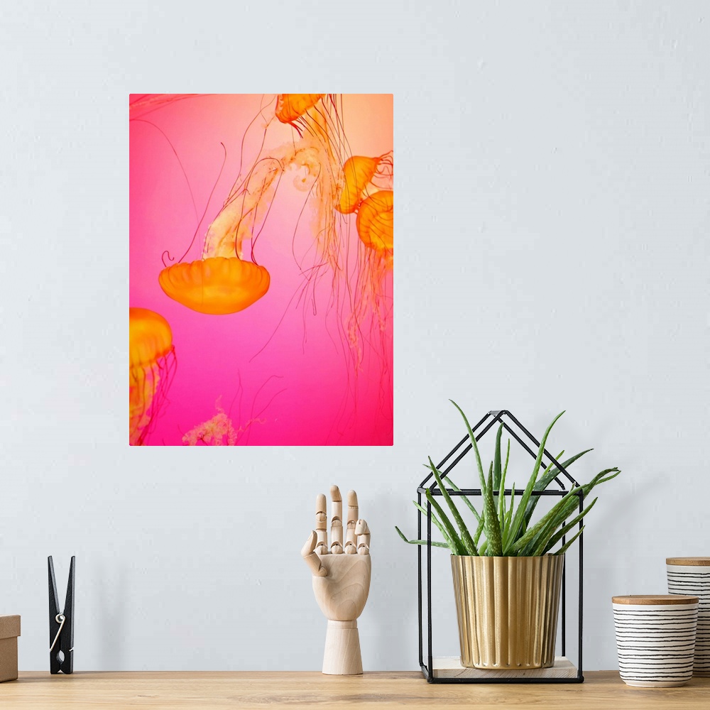 A bohemian room featuring Colorful bright jelly fish dancing and swimming.