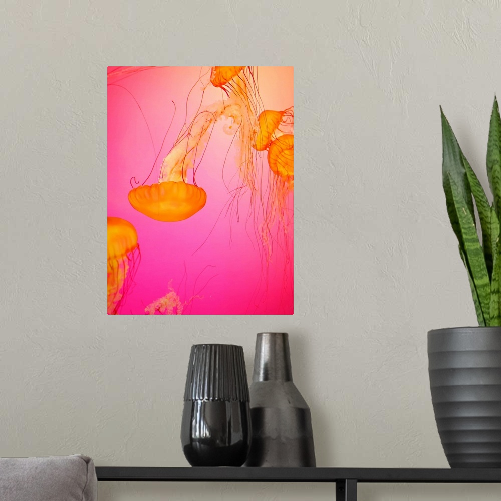 A modern room featuring Colorful bright jelly fish dancing and swimming.