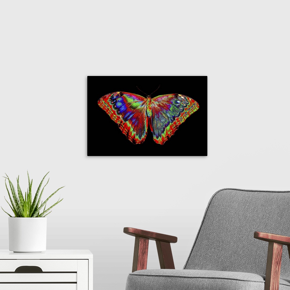 A modern room featuring Colorful Butterfly design against black backdrop