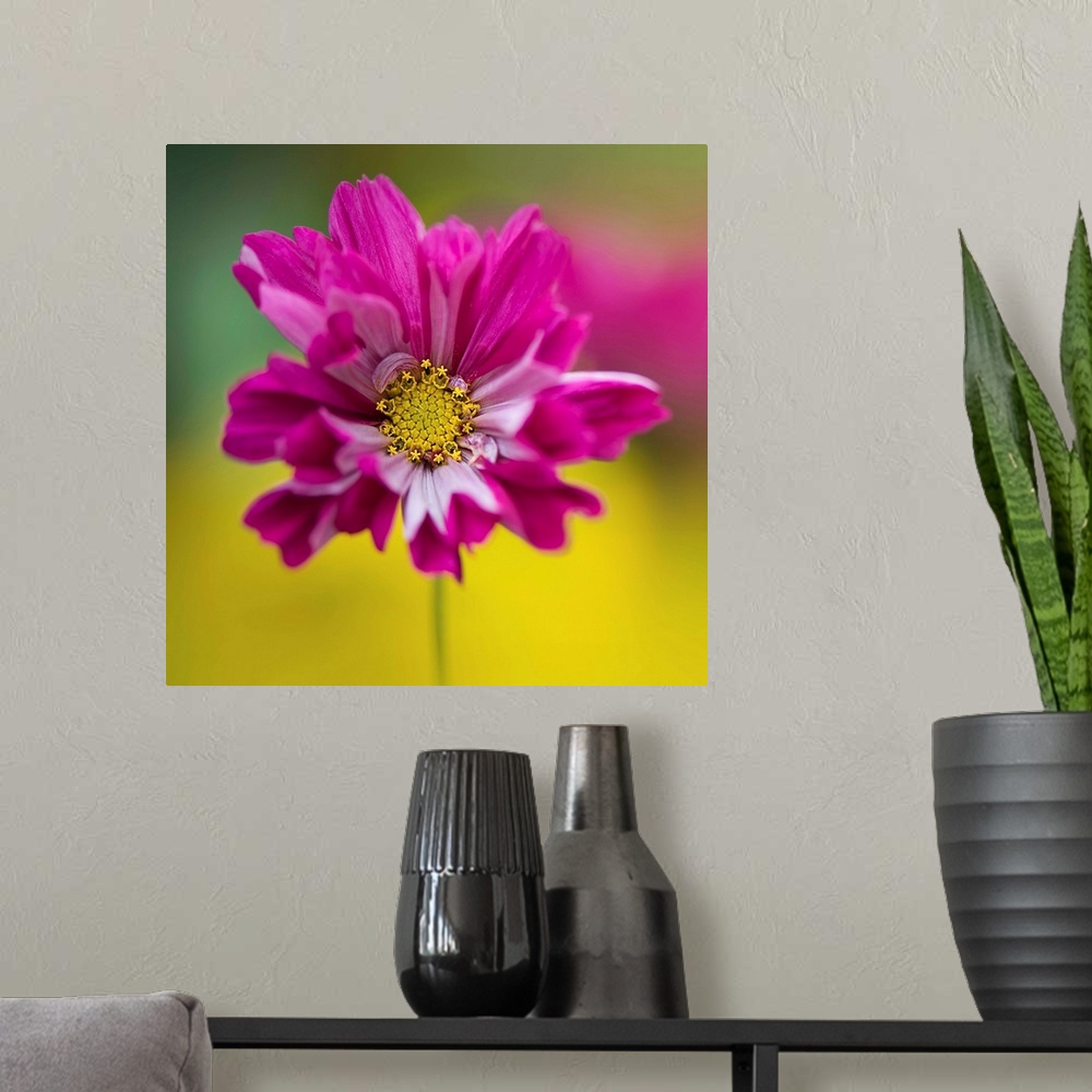 A modern room featuring Colorful cerise pink single cosmos sonata facing front.