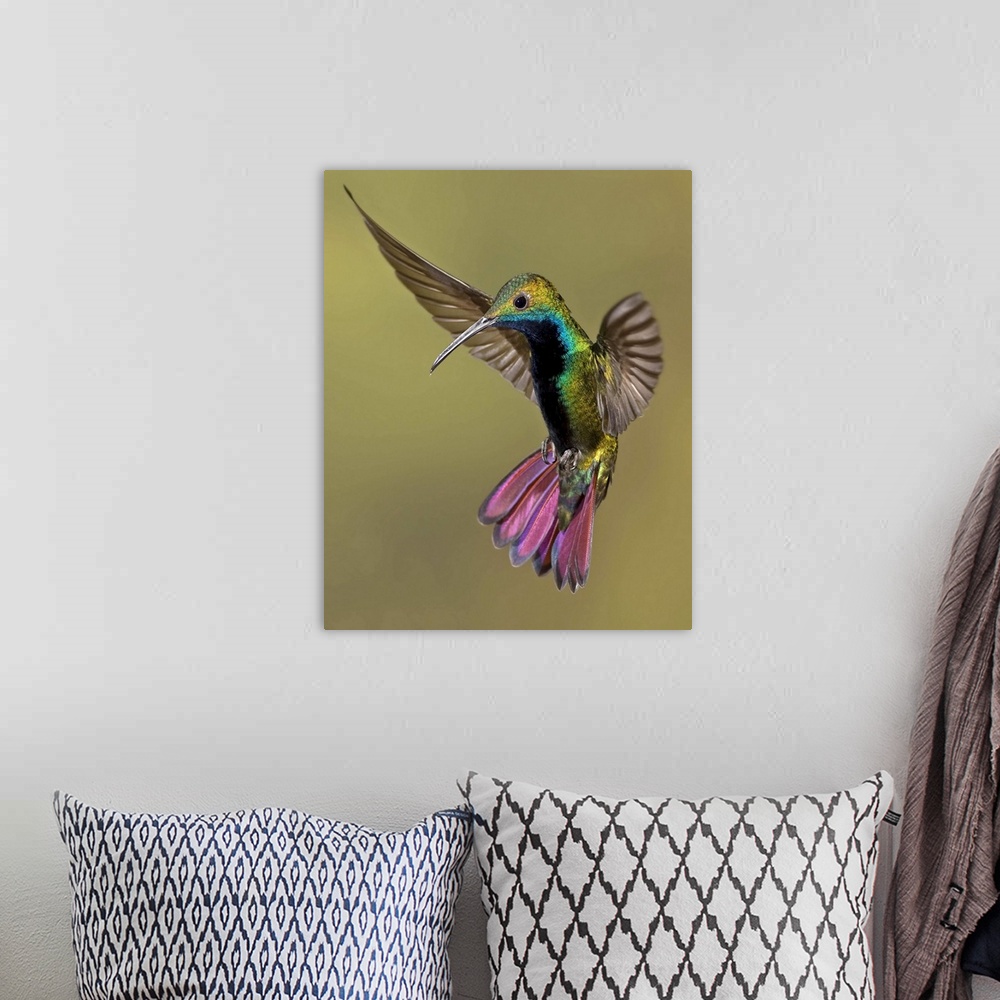 A bohemian room featuring Colorful Humming bird against brown background.