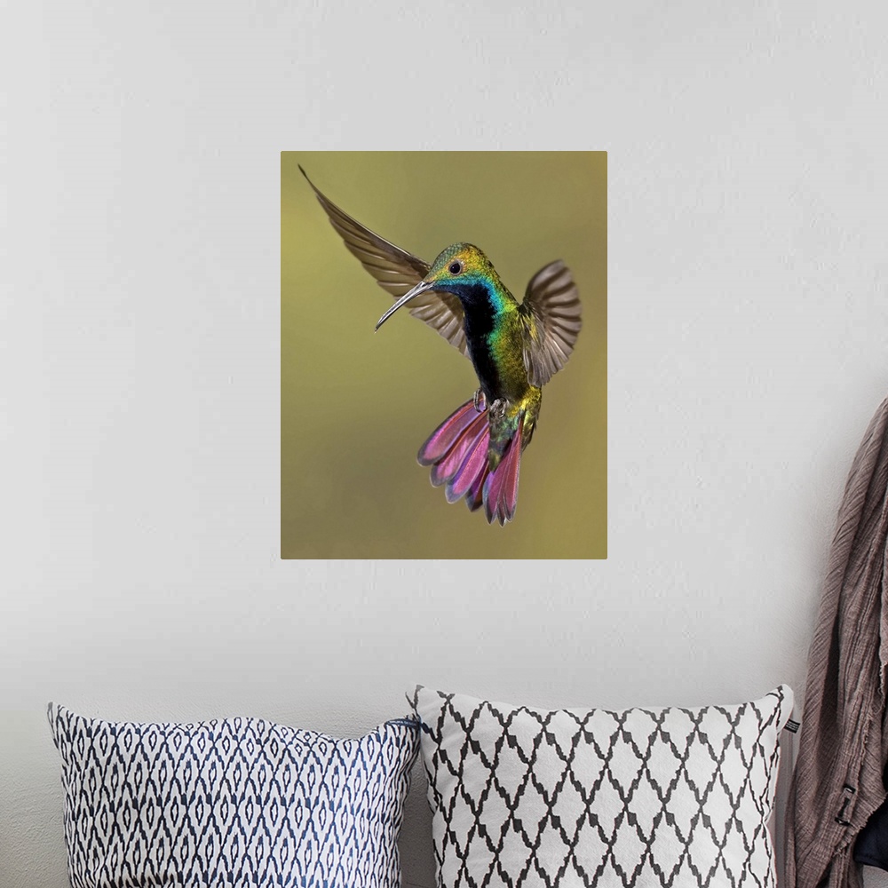 A bohemian room featuring Colorful Humming bird against brown background.