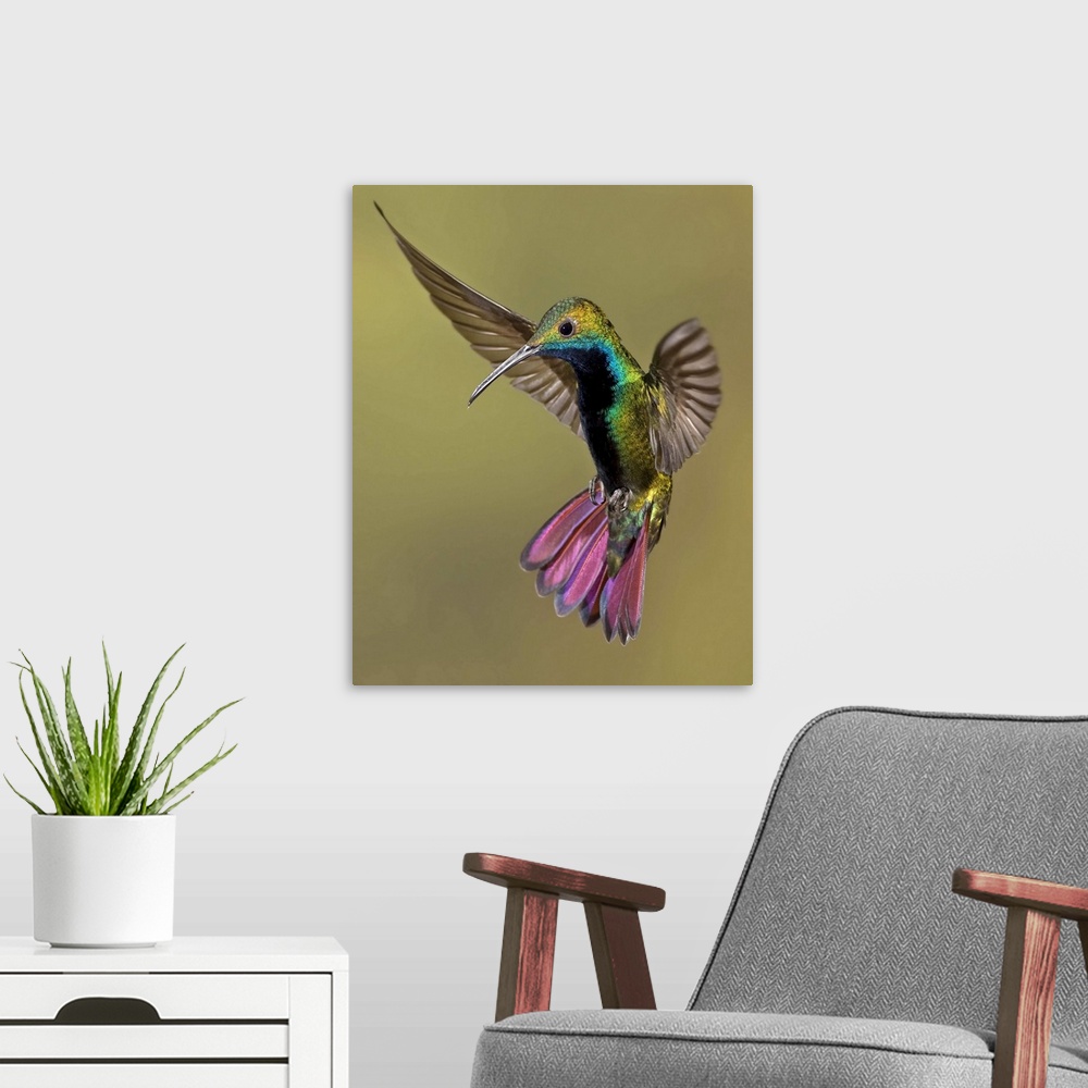 A modern room featuring Colorful Humming bird against brown background.