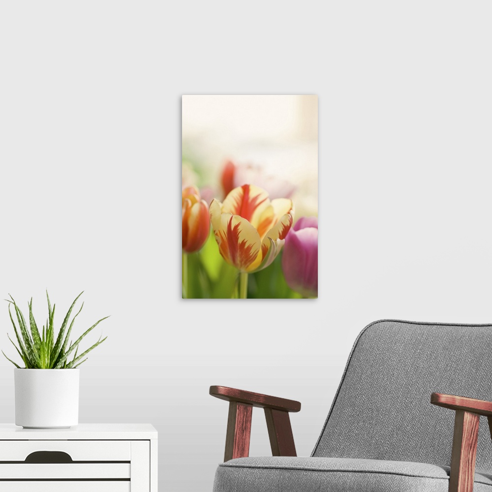 A modern room featuring Colorful tulips.