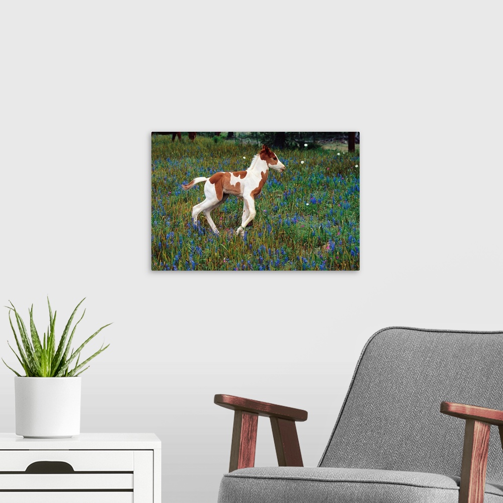 A modern room featuring Colt Trotting Among Bluebonnets