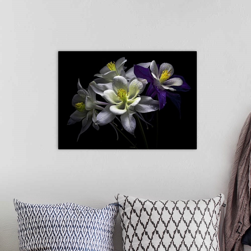 A bohemian room featuring Columbine flowers with rain drops against black background.