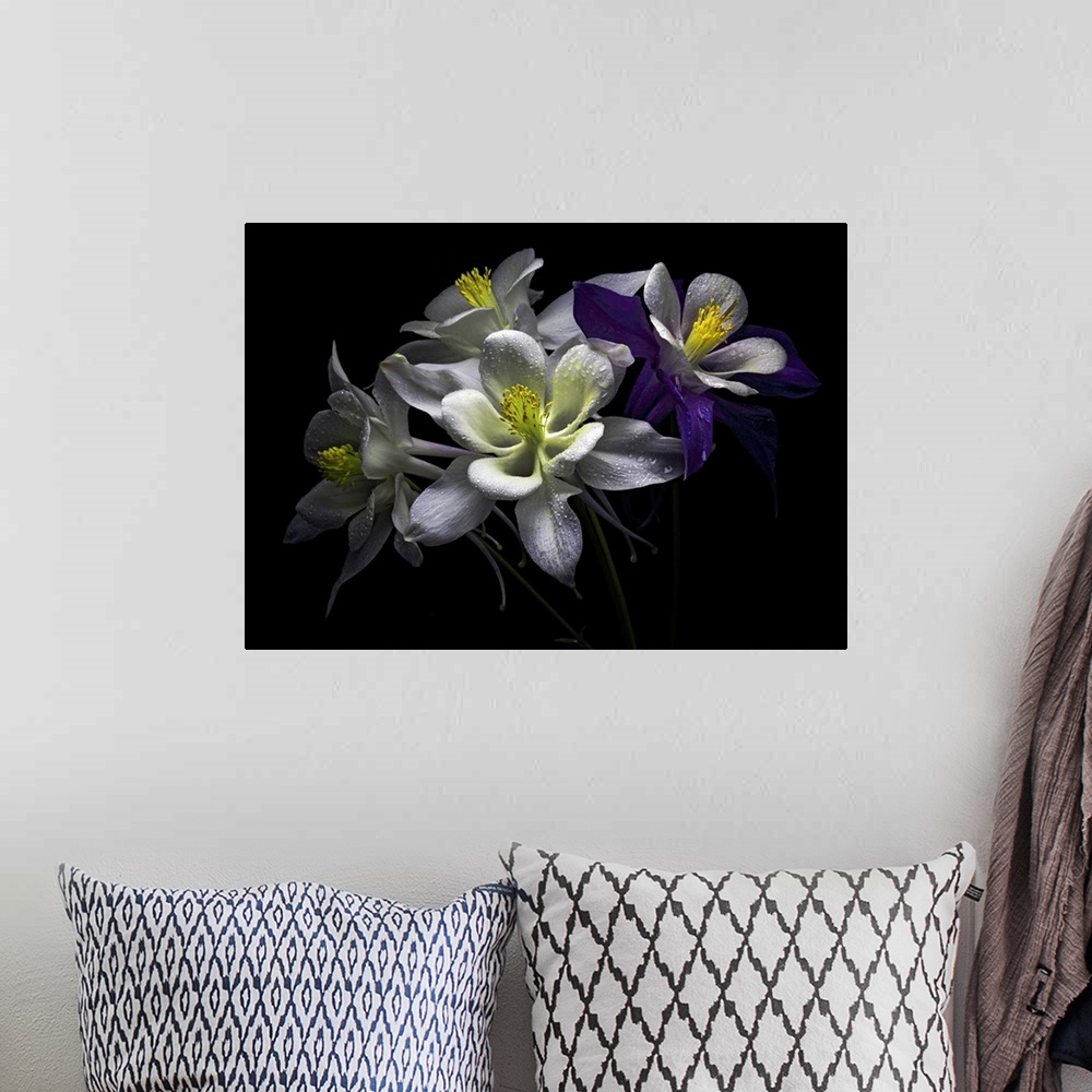 A bohemian room featuring Columbine flowers with rain drops against black background.