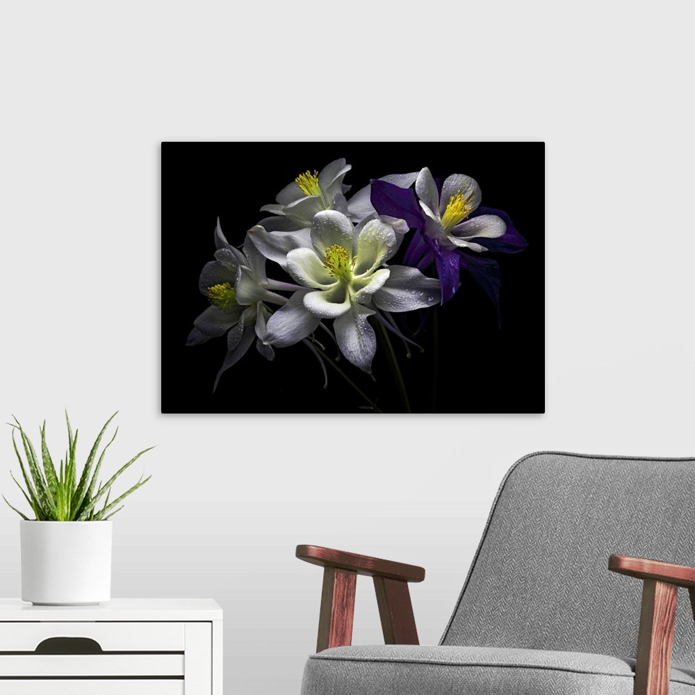 A modern room featuring Columbine flowers with rain drops against black background.