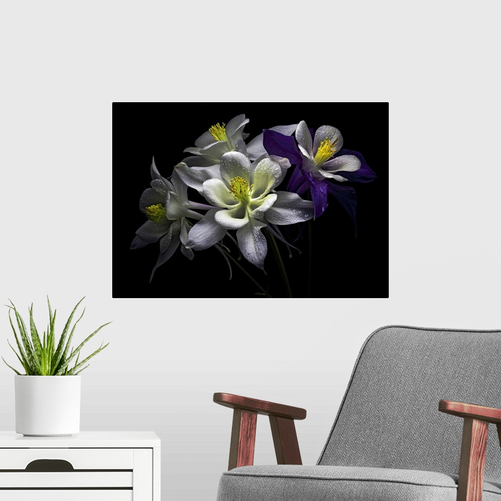 A modern room featuring Columbine flowers with rain drops against black background.