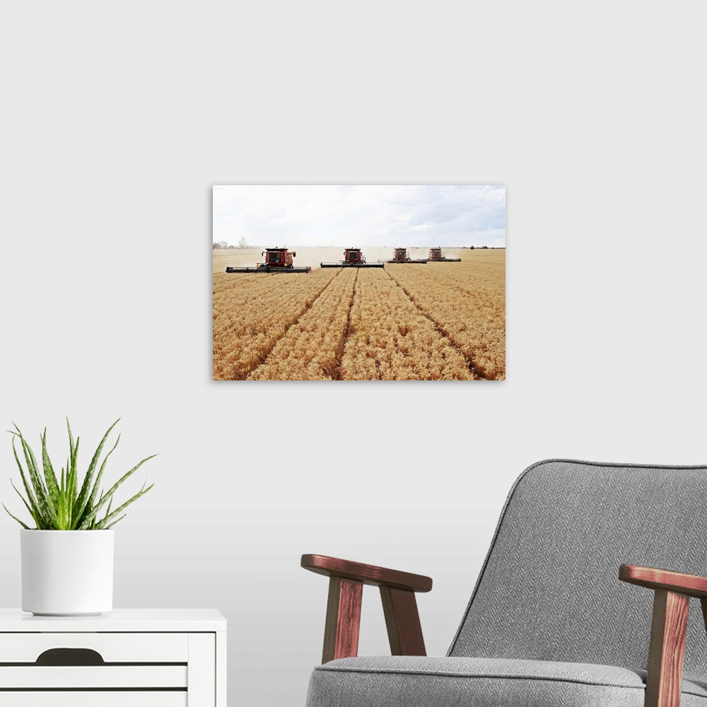 A modern room featuring Combine harvesting wheat field.