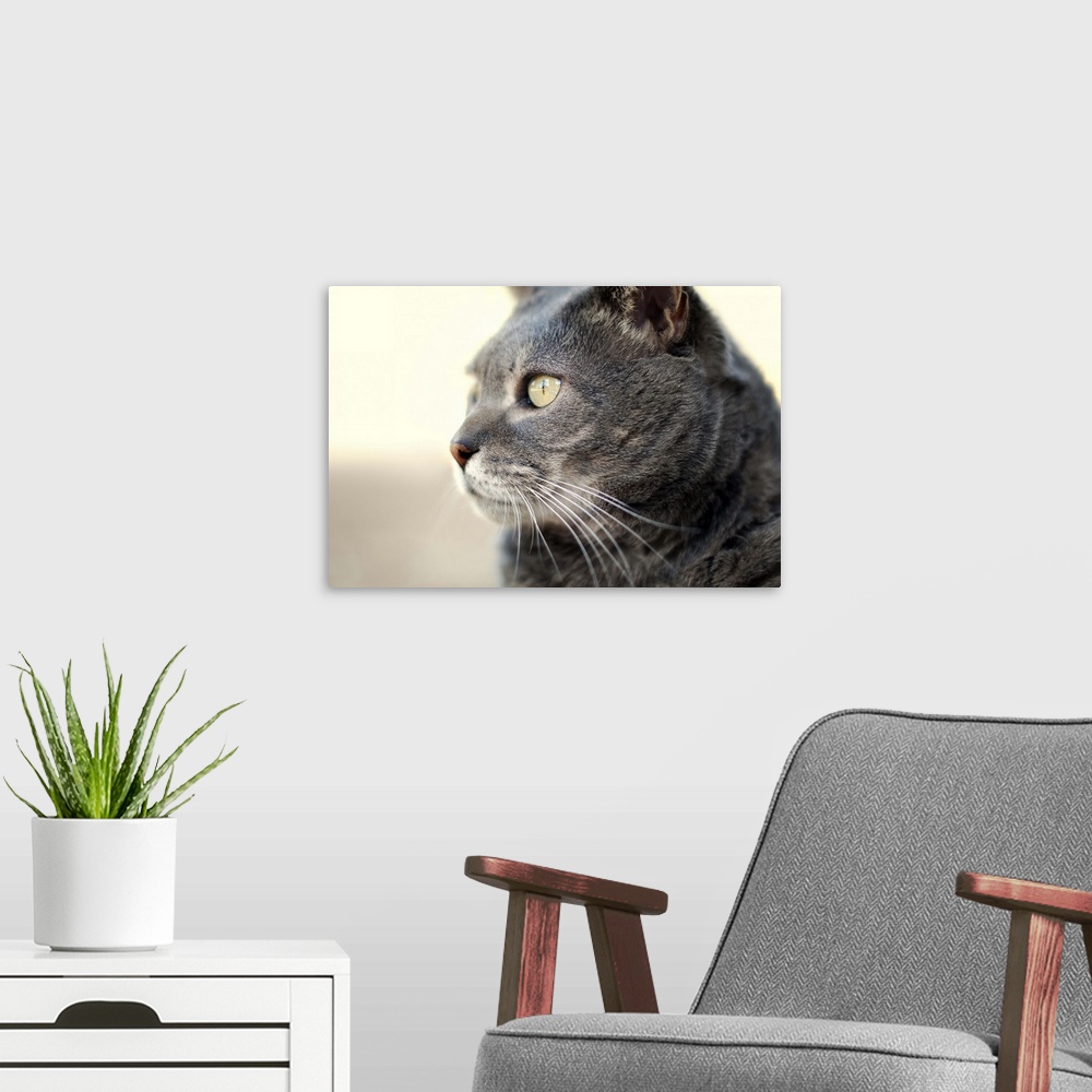 A modern room featuring Contemplative cat.