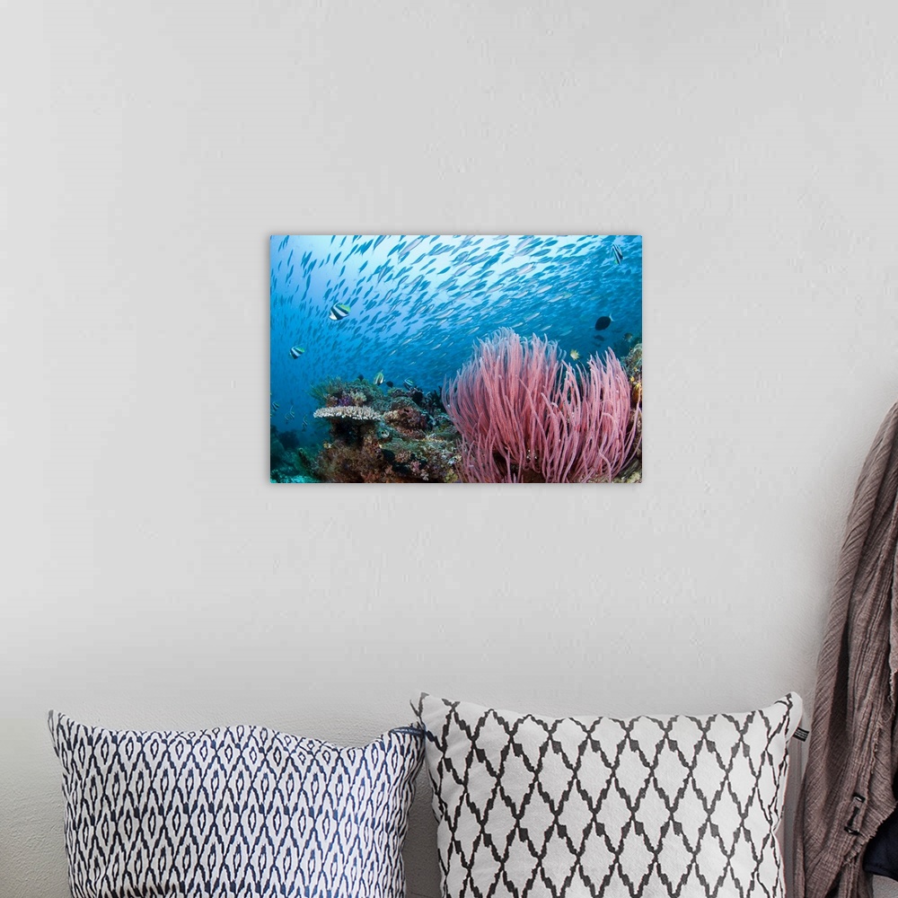 A bohemian room featuring Coral reef, Indonesia, Raja Ampat