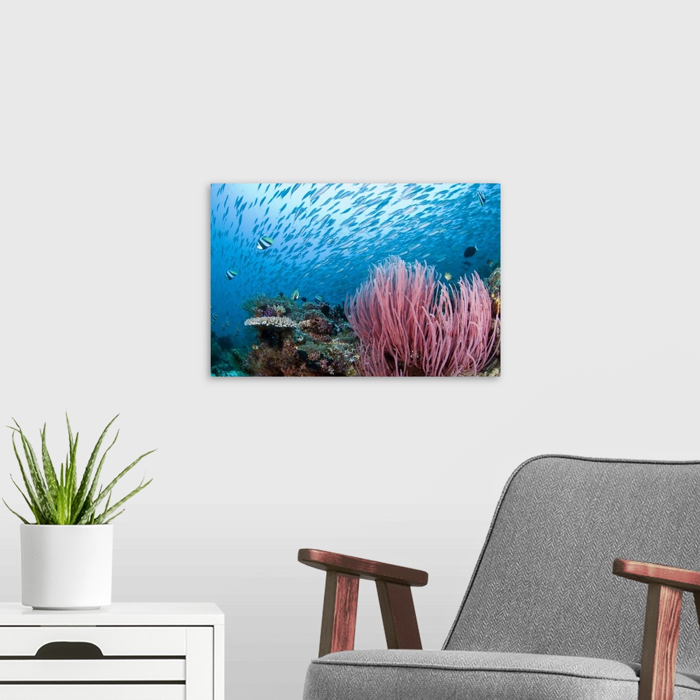 A modern room featuring Coral reef, Indonesia, Raja Ampat