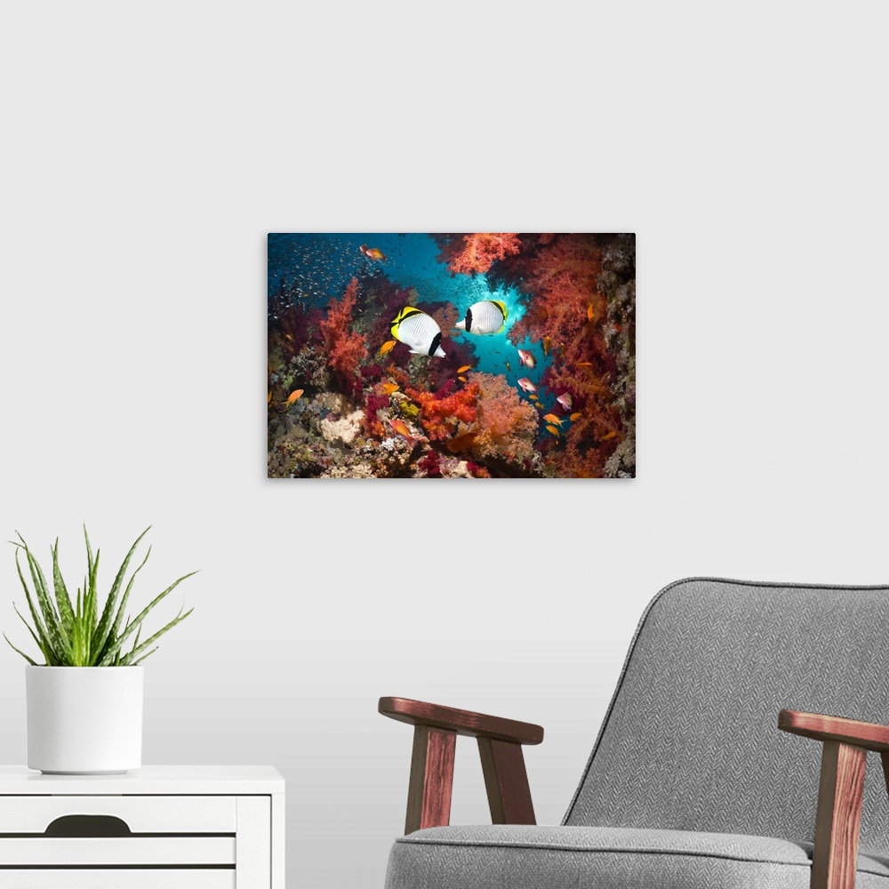 A modern room featuring Lined butterflyfish (Chaetodon lineolatus) pair swimming over coral reef with soft corals (Dendro...