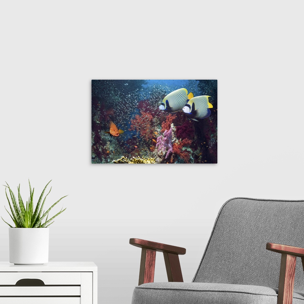 A modern room featuring Pair of Emperor angelfish (Pomacanthus imperator) swimming over coral reef with a Coral hind (Cep...