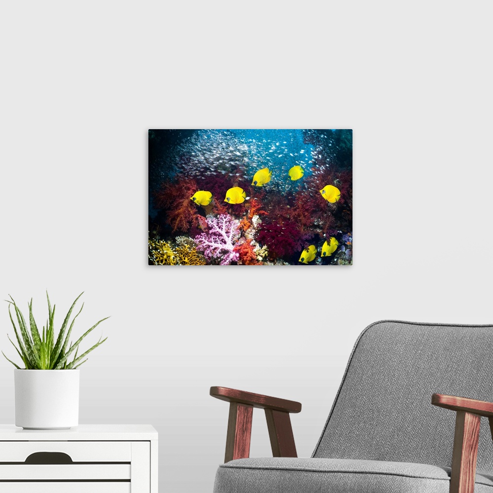 A modern room featuring Golden butterflyfish (Chaetodon semilarvatus) swimming over coral reef with soft corals (Dendrone...