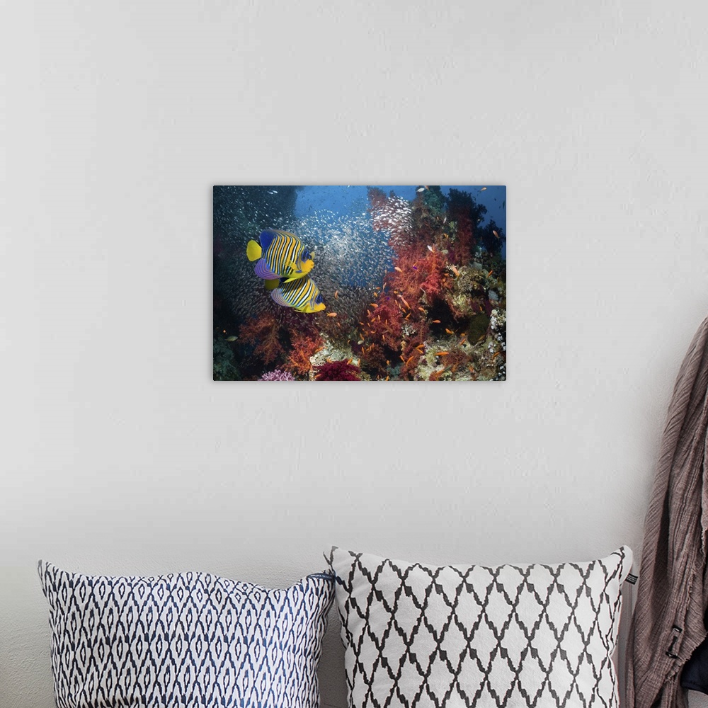 A bohemian room featuring Pair of Regal angelfish (Pomacanthus diacanthus) swimming over coral reef with a school of Pymy s...