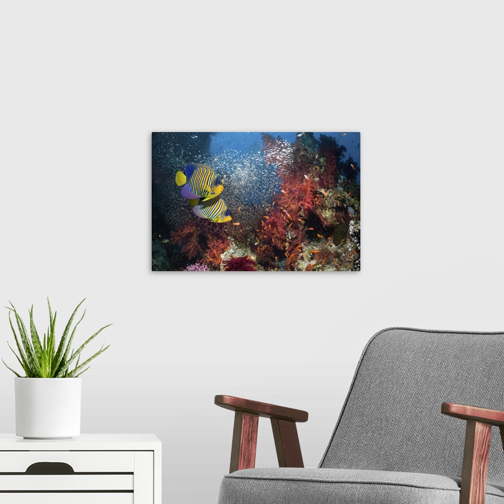A modern room featuring Pair of Regal angelfish (Pomacanthus diacanthus) swimming over coral reef with a school of Pymy s...