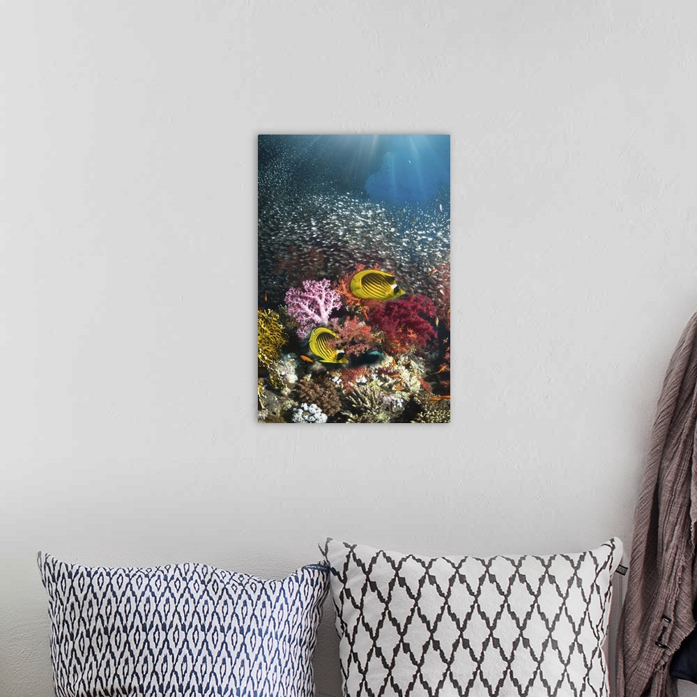 A bohemian room featuring Coral reef scenery with a pair of Red Sea raccoon butterflyfish (Chaetodon fasciatus) swimming pa...