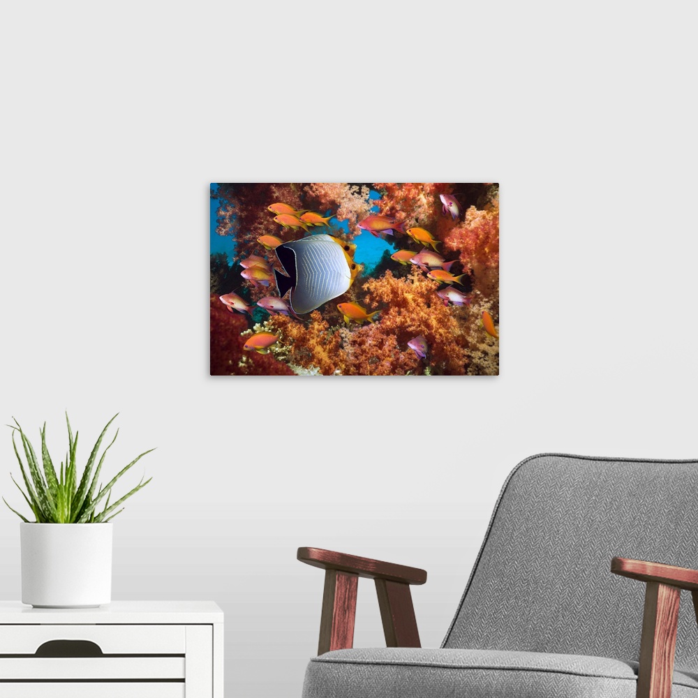 A modern room featuring Red Sea orange face butterflyfish or Hooded butterflyfish (Chaetodon larvatus) and  Lyretail anth...