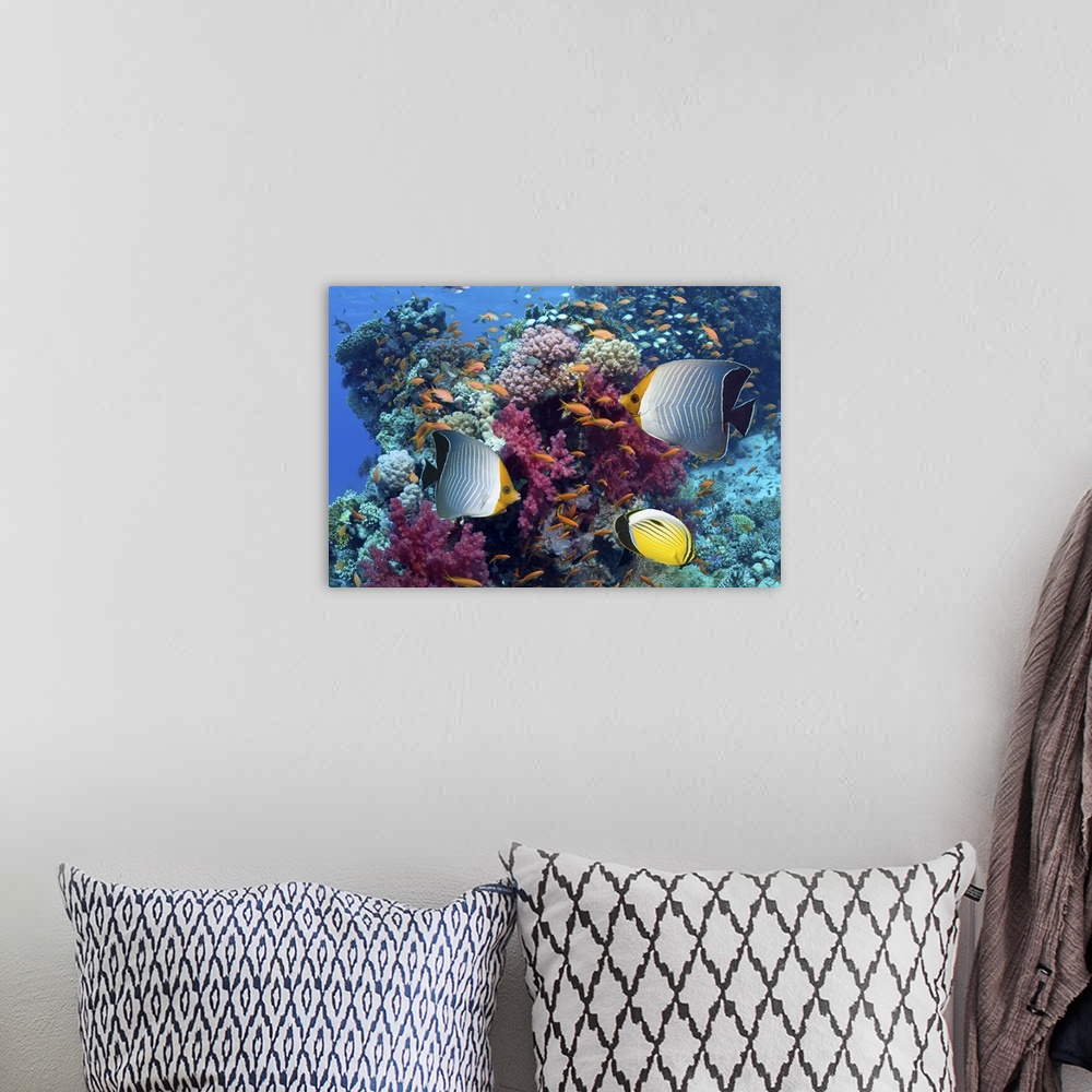 A bohemian room featuring Red Sea orange face butterflyfish or Hooded butterflyfish (Chaetodon larvatus) and an Exquisite o...